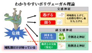 記事本文を補助する図：ポリヴェーガル理論のイラスト
